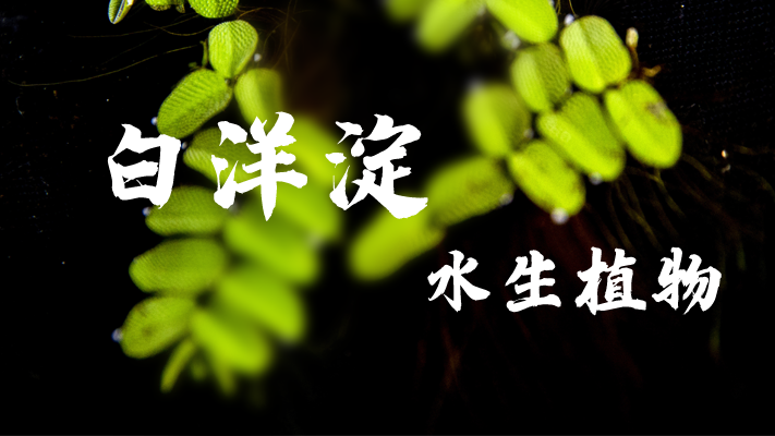 明信片·如面丨白洋淀：苇海碧波 浮藻若梦
