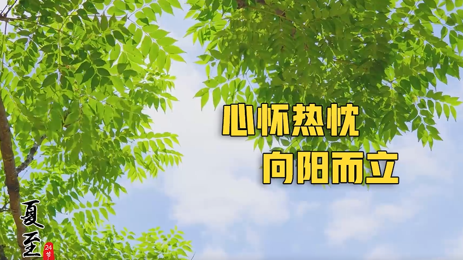 夏至｜心怀热忱 向阳而立