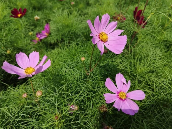 花色烂漫似童话！太阳集团1088vip又一处打卡地来啦